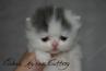 Cute BiColor Van Blue and White Longhair Exotic Kitten Conforms to CFA Purebred Standard for Boning and Cobby by Cider's Haven. thumbnail