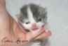 Cute BiColor Van Blue and White Female Shorthair Exotic Kitten Conforms to CFA Purebred Standard for Boning and Cobby by Cider's Haven. thumbnail