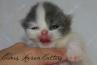 Cute BiColor Van Blue and White Female Shorthair Exotic Kitten Conforms to CFA Purebred Standard for Boning and Cobby by Cider's Haven. thumbnail