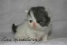Cute BiColor Van Blue and White Longhair Exotic Kitten Conforms to CFA Purebred Standard for Boning and Cobby by Cider's Haven. thumbnail