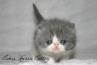 Cute BiColor Blue and White Male Shorthair Exotic Kitten Conforms to CFA Purebred Standard for Boning and Cobby by Cider's Haven. thumbnail