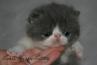 Cute BiColor Blue and White Male Shorthair Exotic Kitten Conforms to CFA Purebred Standard for Boning and Cobby by Cider's Haven. thumbnail